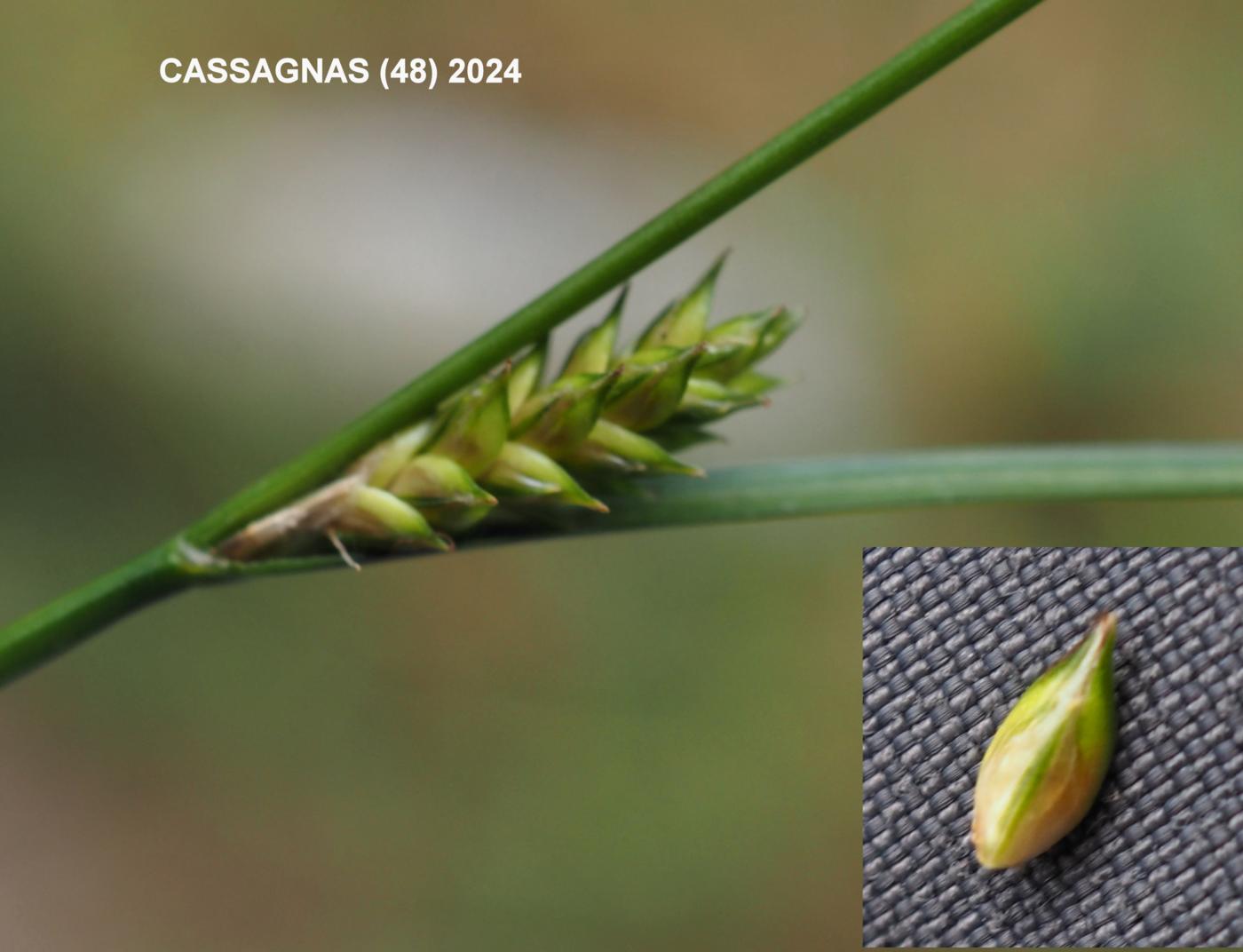 Sedge, Pale fruit